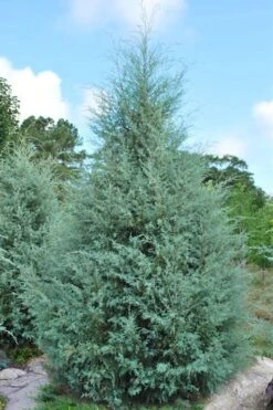 Carolina Sapphire Arizona Cypress - 7 Gallon Pot (5-6') -Garden Sales Store cupressus arizonica arizona carolina sapphire cypress 1