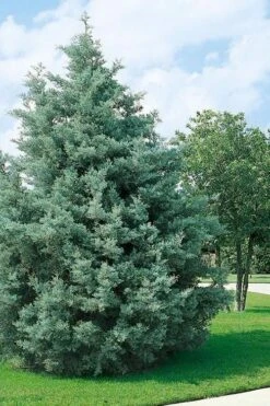 Carolina Sapphire Arizona Cypress - 7 Gallon Pot (5-6') -Garden Sales Store cupressus arizonica arizona carolina sapphire cypress 102