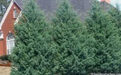 Carolina Sapphire Arizona Cypress - 7 Gallon Pot (5-6') -Garden Sales Store cupressus arizonica arizona carolina sapphire cypress 103