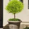 Goldcrest Monterey Lemon Cypress Single Ball Topiary - 2 Gallon Pot