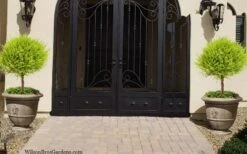 Goldcrest Monterey Lemon Cypress Single Ball Topiary - 2 Gallon Pot -Garden Sales Store cypress gold crest monterey single ball topiary 2