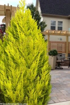 Goldcrest Monterey Lemon Cypress - 2 Gallon Pot