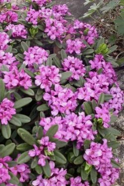 Lawrence Crocker Dwarf Daphne - 2 Gallon Pot -Garden Sales Store daphne lawrence crocker 3