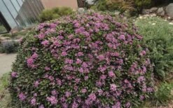 Lawrence Crocker Dwarf Daphne - 2 Gallon Pot -Garden Sales Store daphne lawrence crocker 7