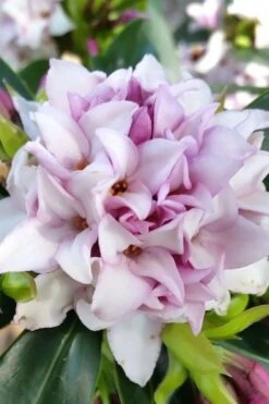 Pink Perfume Princess Winter Daphne - 2 Gallon Pot -Garden Sales Store daphne perfume princess 12