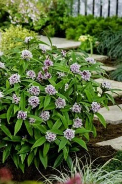 Pink Perfume Princess Winter Daphne - 2 Gallon Pot -Garden Sales Store daphne perfume princess 7