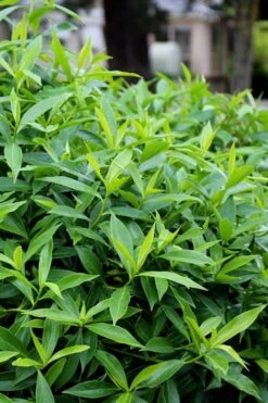 Pink Perfume Princess Winter Daphne - 2 Gallon Pot -Garden Sales Store daphne perfume princess 8