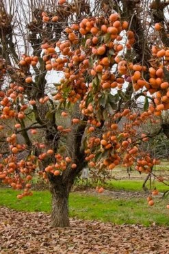 Fuyu Persimmon Tree - 3 Gallon Pot 11 Fuyu Persimmon Tree - 3 Gallon Pot -Garden Sales Store diospyros kaki fuyu persimmon tree 5