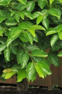 Fuyu Persimmon Tree - 3 Gallon Pot 13 Fuyu Persimmon Tree - 3 Gallon Pot -Garden Sales Store diospyros kaki fuyu persimmon tree 6