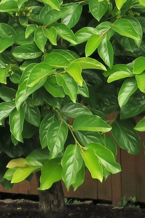 Fuyu Persimmon Tree - 3 Gallon Pot 6 Fuyu Persimmon Tree - 3 Gallon Pot - Image 6