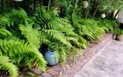 Autumn Brilliance Fern (Dryopteris Erythrosora) - 1 Gallon Pot -Garden Sales Store dryopteris erythrosora autumn brilliance fern 10
