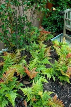Autumn Brilliance Fern (Dryopteris Erythrosora) - 1 Gallon Pot -Garden Sales Store dryopteris erythrosora autumn brilliance fern 11