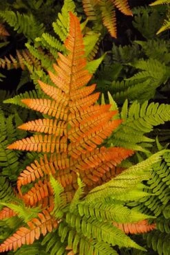 Autumn Brilliance Fern (Dryopteris Erythrosora) - 1 Gallon Pot -Garden Sales Store dryopteris erythrosora autumn brilliance fern 2