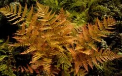 Autumn Brilliance Fern (Dryopteris Erythrosora) - 1 Gallon Pot -Garden Sales Store dryopteris erythrosora autumn brilliance fern 3