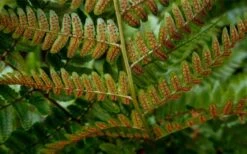 Autumn Brilliance Fern (Dryopteris Erythrosora) - 1 Gallon Pot -Garden Sales Store dryopteris erythrosora autumn brilliance fern 4