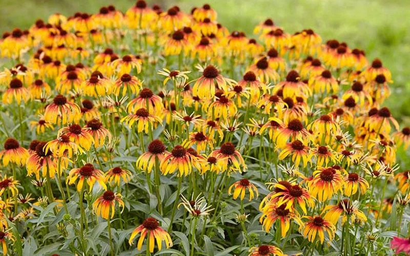 Fiery Meadow Mama Coneflower (Echinacea) - 1 Gallon Pot 7 Fiery Meadow Mama Coneflower (Echinacea) - 1 Gallon Pot - Image 7