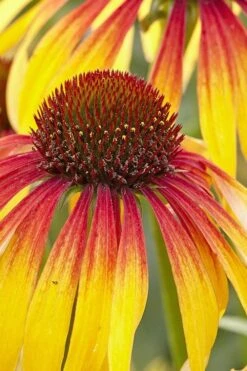 Fiery Meadow Mama Coneflower (Echinacea) - 1 Gallon Pot 11 Fiery Meadow Mama Coneflower (Echinacea) - 1 Gallon Pot -Garden Sales Store echinacea fiery meadow mama coneflower 3