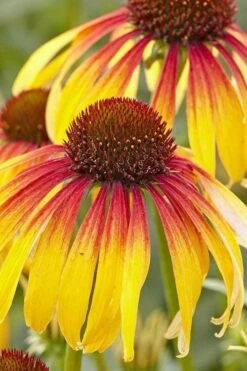 Fiery Meadow Mama Coneflower (Echinacea) - 1 Gallon Pot 12 Fiery Meadow Mama Coneflower (Echinacea) - 1 Gallon Pot -Garden Sales Store echinacea fiery meadow mama coneflower 4