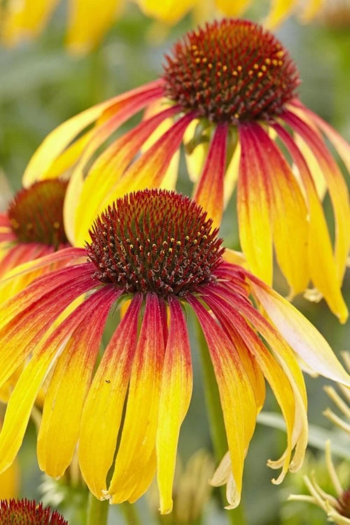 Fiery Meadow Mama Coneflower (Echinacea) - 1 Gallon Pot 1 Fiery Meadow Mama Coneflower (Echinacea) - 1 Gallon Pot