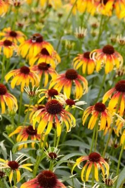 Fiery Meadow Mama Coneflower (Echinacea) - 1 Gallon Pot 10 Fiery Meadow Mama Coneflower (Echinacea) - 1 Gallon Pot -Garden Sales Store echinacea fiery meadow mama coneflower 6