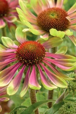 Green Twister Coneflower (Echinacea) - 2.5 Quart Pot -Garden Sales Store echinacea green twister 2