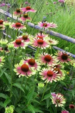 Green Twister Coneflower (Echinacea) - 2.5 Quart Pot -Garden Sales Store echinacea green twister 4