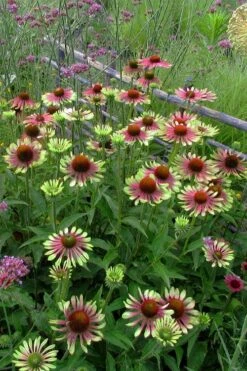 Green Twister Coneflower (Echinacea) - 2.5 Quart Pot -Garden Sales Store echinacea green twister 5