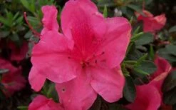 Autumn Carnival Encore Azalea - 1 Gallon Pot 7 Autumn Carnival Encore Azalea - 1 Gallon Pot -Garden Sales Store encore azalea autumn carnival