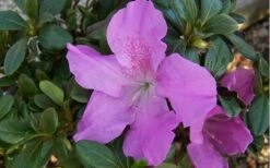 Autumn Lilac Encore Azalea - 1 Gallon Pot -Garden Sales Store encore azalea autumnlilac