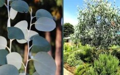 Mappa Tassie Cold Hardy Eucalyptus Tree (Eucalyptus Pauciflora) - 3 Gallon Pot 10 Mappa Tassie Cold Hardy Eucalyptus Tree (Eucalyptus Pauciflora) - 3 Gallon Pot -Garden Sales Store eucalyptus mappa tassie combo