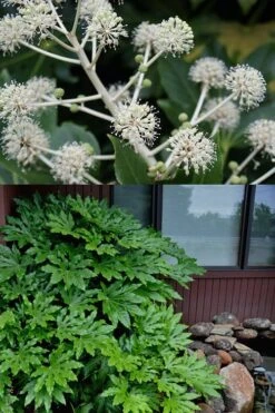 Fatsia Japonica - Japanese Aralia - Glossy Paper Plant - 1 Gallon Pot -Garden Sales Store fatsia Japanese Aralia 2 500x750 1