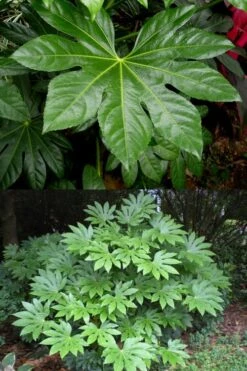 Fatsia Japonica (Japanese Aralia / Glossy Paper Plant) - 7 Gallon Pot (2-3') -Garden Sales Store fatsia Japanese Aralia 500x750 2
