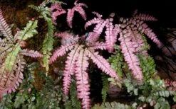 Rosy Pink Maidenhair Fern (Adiantum Hispidulum) - 1 Gallon Pot -Garden Sales Store fern rosy maidenhair fern 3