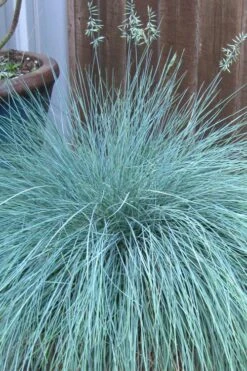 Beyond Blue Festuca (Fescue) - 6 Pack Of 1 Gallon Pots -Garden Sales Store festuca beyond blue fescue 100