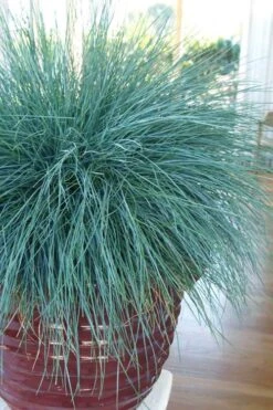 Beyond Blue Festuca (Fescue) - 6 Pack Of 1 Gallon Pots -Garden Sales Store festuca beyond blue fescue 101