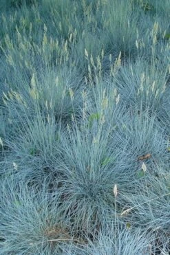 Beyond Blue Festuca (Fescue) - 6 Pack Of 1 Gallon Pots -Garden Sales Store festuca beyond blue fescue 102