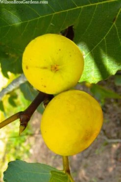 LSU Gold Fig Tree - 5 Gallon Pot -Garden Sales Store ficus carica lsu gold fig tree 1