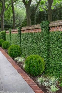 Creeping Fig (Ficus Pumila) - 5 Pack Of Quart Pots -Garden Sales Store ficus pumila green creeping fig 100 1