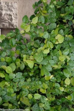 Creeping Fig (Ficus Pumila) - 5 Pack Of Quart Pots -Garden Sales Store ficus pumila green creeping fig 103