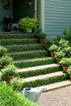 Creeping Fig (Ficus Pumila) - 5 Pack Of Quart Pots -Garden Sales Store ficus pumila green creeping fig 105 1