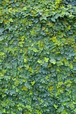 Creeping Fig (Ficus Pumila) - 5 Pack Of Quart Pots -Garden Sales Store ficus pumila green creeping fig 106