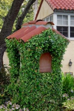 Creeping Fig (Ficus Pumila) - 5 Pack Of 4" Pint Pots -Garden Sales Store ficus pumila green creeping fig 107