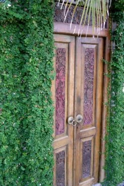 Creeping Fig (Ficus Pumila) - 5 Pack Of 4" Pint Pots -Garden Sales Store ficus pumila green creeping fig 108