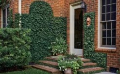 Creeping Fig (Ficus Pumila) - 5 Pack Of Quart Pots -Garden Sales Store ficus pumila green creeping fig 109 1