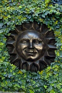 Creeping Fig (Ficus Pumila) - 5 Pack Of Quart Pots -Garden Sales Store ficus pumila green creeping fig 110 1