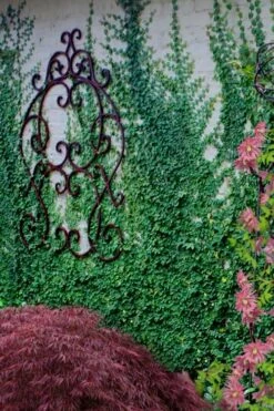 Creeping Fig (Ficus Pumila) - 5 Pack Of 4" Pint Pots -Garden Sales Store ficus pumila green creeping fig 112