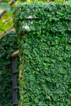 Creeping Fig (Ficus Pumila) - 5 Pack Of 4" Pint Pots -Garden Sales Store ficus pumila green creeping fig 113