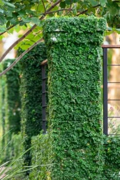 Creeping Fig (Ficus Pumila) - 5 Pack Of Quart Pots