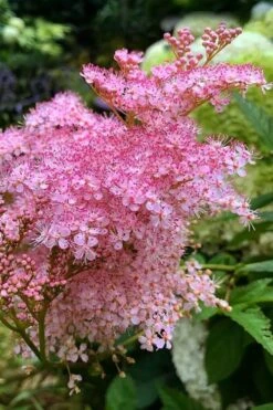 Venusta Queen Of The Prairie (Filipendula) - 1 Gallon Pot -Garden Sales Store filipendula rubra venusta queen of the prairie 1