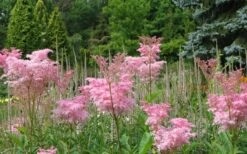 Venusta Queen Of The Prairie (Filipendula) - 1 Gallon Pot -Garden Sales Store filipendula rubra venusta queen of the prairie 2